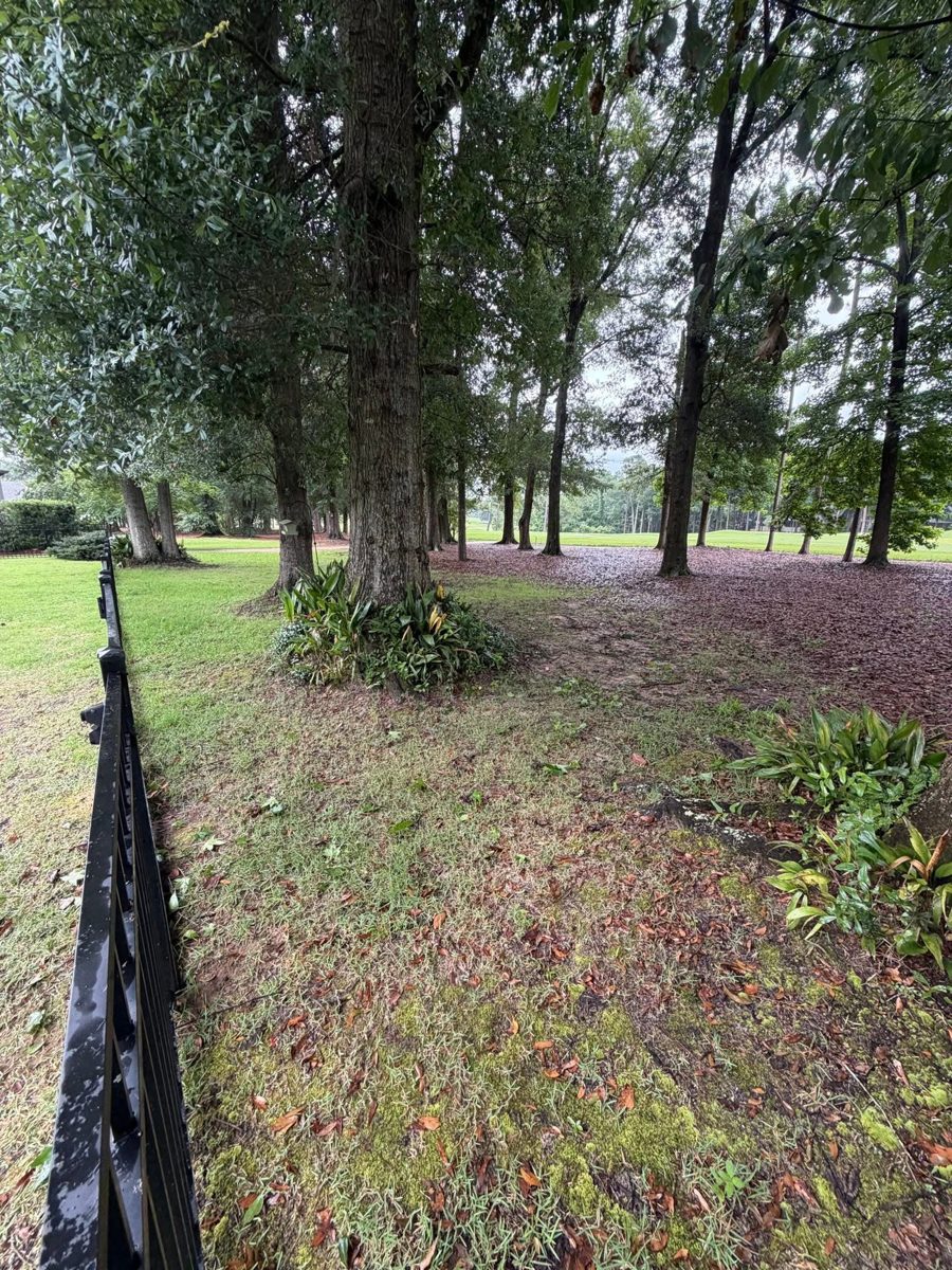 Cut branches and tree debris after haul-away in Mobile, AL